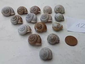 15 Schneckenhäuser Frankreich Dekoration für Aquarium,Terrarium,Gartenteich 12 - Bild 1 von 1