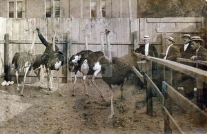 Bloomsburg PA Pioneer African Ostrich Farm & Feather Co c1911 RPPC Postcard COPY - Picture 1 of 2