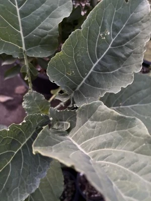 Tree Collard -Constant Tree Collard in 1 trade Gal pot (1 Feet Or More) - Image 1 of 2