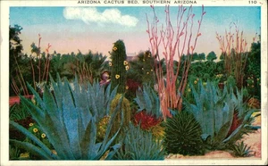 Vintage Arizona Cactus Bed Postcard Southern Arizona 1926 White Border - Picture 1 of 2