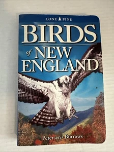 Lone Pine - Birds Of New England By Petersen-Burrows - Picture 1 of 7