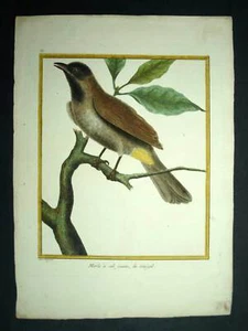 MERLE AFRICAIN Turdus pelios, gravure illustration Oiseaux de Martinet 1770 - Imagen 1 de 4