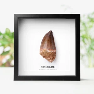 XL Mosasaurus Zahnbox Rahmen echt echt echt Jura Dinosaurier Fossil Box Frame - Bild 1 von 4