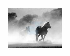 Photograph Landscape Animal Horse Running Dust Poster Print