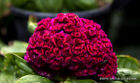 EXOTIC CELOSIA CRISTATA CRESTED rare pink flowering amish cock's comb 15 seeds