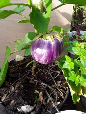 100+ Rosa Bianca Eggplant Seeds  Non GMO No pesticides or herbicides used. Foto 1 de 4