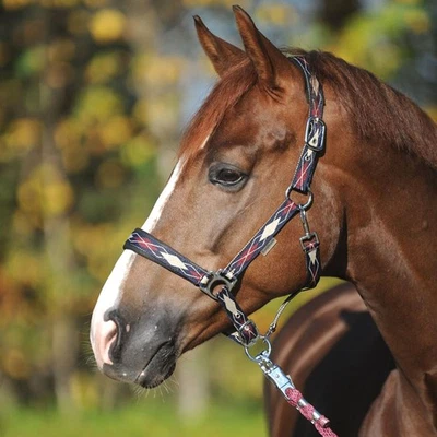 Kavalkade Halfter "Classic-Raute" Pferdehalfter Nase Genick gepolstert PI PII VB