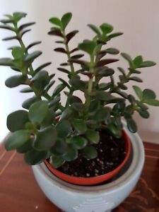 Crassula Ovata  Commonly known as jade plant.Succulent.Well rooted plant.8".
