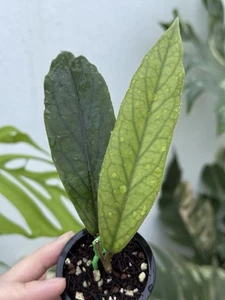 Hoya AH 032💖 (Rare)~Established Indoor/Outdoor Plant🌿 - Picture 1 of 7