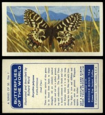 Zerynthia Polyxeana #1 Butterflies Of The World 1964 Brooke Bond Tea Card