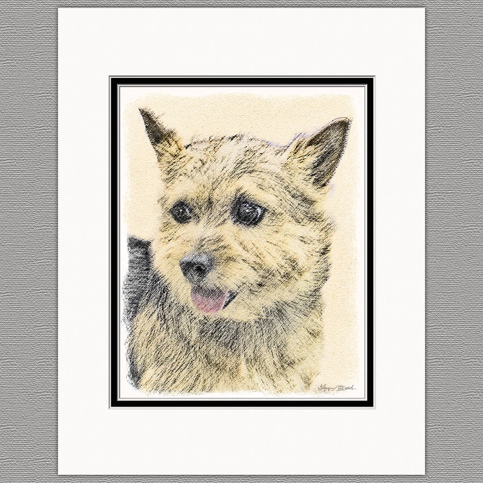 Impresión artística original Norwich Terrier perro 8x10 mate a 11x14 Foto 1 de 1