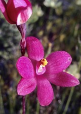Thelymitra X Macmillanii Red Form
