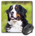 3dRose Bernese Mountain Dog MousePad
