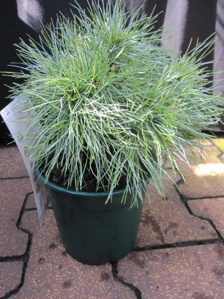 Pinus strobus Sea Urchin - Seidenkiefer Sea Urchin - Weymouthskiefer - - Bild 1 von 1