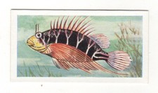 Wonders of the World Cards 1956. The Coral Fish