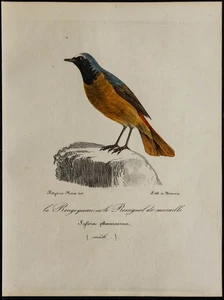 1830 - Rougequeue Rechts Front Weiß - Lithografie Antik Vogel- (Ornithologie) - Bild 1 von 3