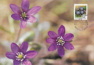 Blue Common Hepatica Globeflower Plants Flowers Finland Mint FDC Maxi 1992 - Picture 1 of 1