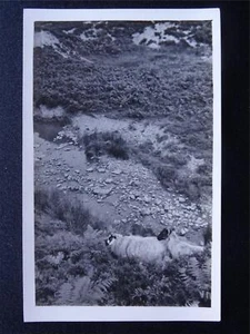 Yorkshire HUTTON LE HOLE Moorland Sheep & The Beck - Old RP Postcard - Picture 1 of 2