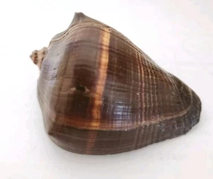 Pacific Crown Conch - Melongena patula (Approx. 4" or 101mm) - Picture 1 of 5