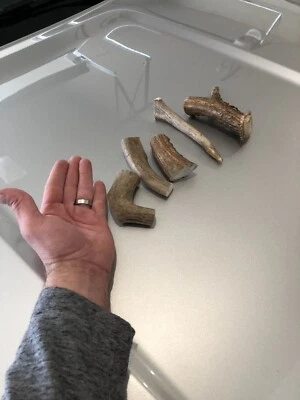 Antler Dog Chews - ONE Pound DEER Antler chew for dogs Not Split. - Image 1 of 3