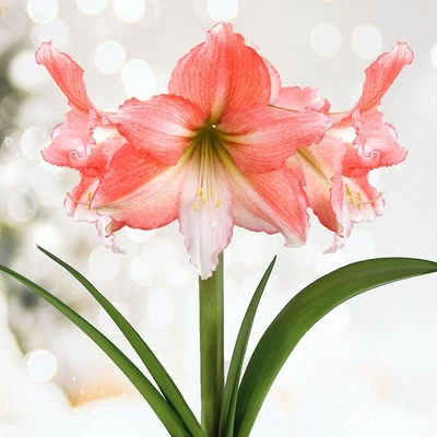 Garden State Bulb Tinkerbell Amaryllis Flower Bulb, 26/28cm, Holiday Blooms - Image 1 of 4