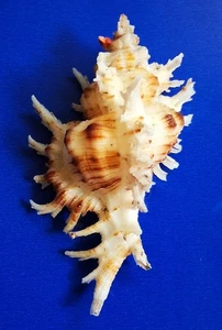 Sea shell Chicoreus cnissodus 71mm, F+++/gem, nice spines & pattern, perfect - Picture 1 of 6