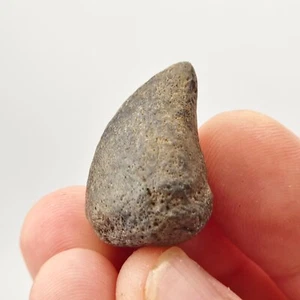 Giant Tortoise (Hesperotestudo) Spur Fossil - Florida - Pleistocene Ice Age - Picture 1 of 7