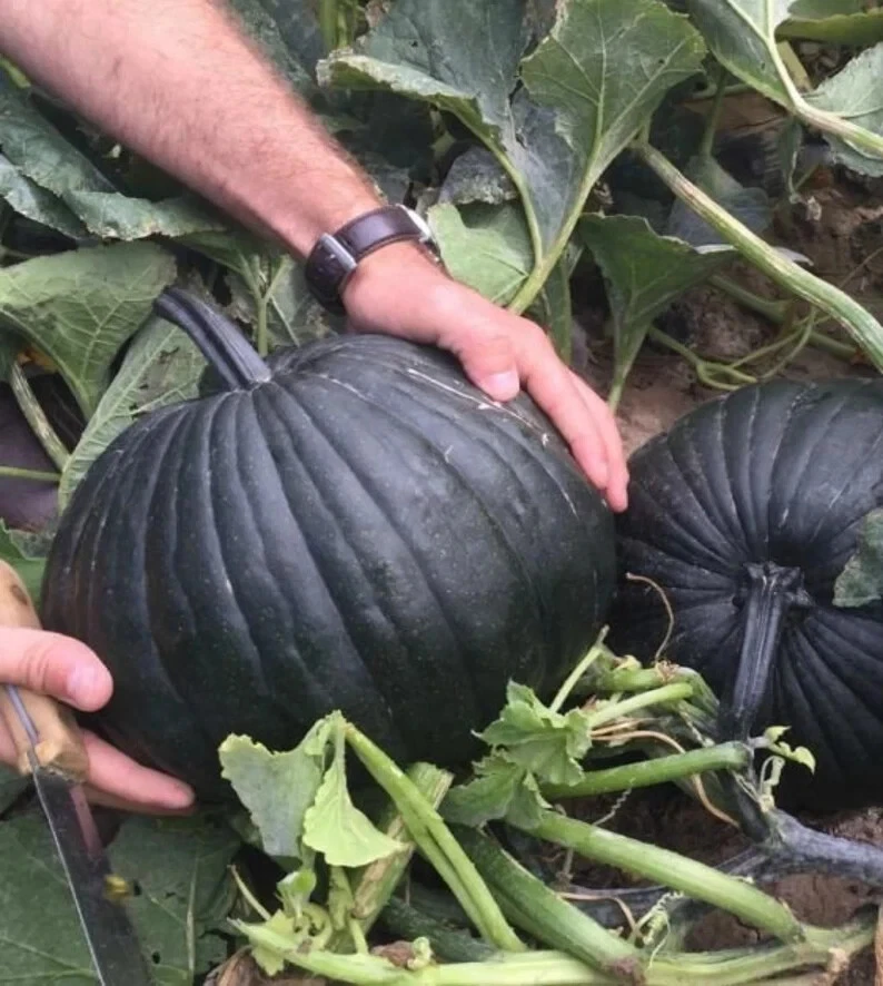10 semillas de calabaza Dark Knight. Orgánico. Semillas de Estados Unidos. Se envía gratis Foto 1 de 1