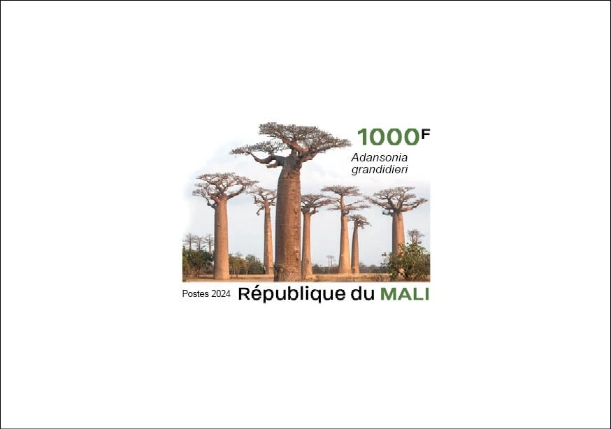 MALI 2024 - DELUXE PROOF - TREASURES OF NATURE - BAOBAB TREE TREES - Image 1 of 1