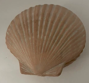 De Colección CBK Terracota Gran Cáscara Arcilla Caja de Baratijas Abuela Costera Casa de Playa - Imagen 1 de 4