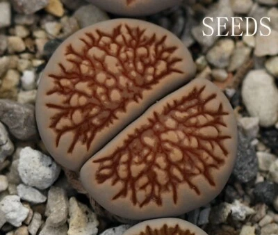 SEEDS - Lithops Julii 'Kikukaseki' 'Kosogyoku' 'Kikusiyo Giyoku' 20seeds - Image 1 of 4