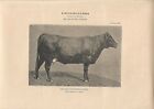 Stampa antica MUCCA razza inglese ANGUS vacca 1895 ca Antique print cattle