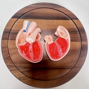 Medical Anatomical Human Heart Model 2 Pieces - Picture 1 of 8