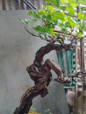 Bonsai Vite D'uva Secolare Yamadori In Vaso Ceramica Giapponese Pianta Maestosa⭐ - Immagine 1 di 4