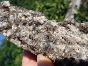 Petrified Wood Arizona Fossil Crystal Druzy Forest Collection Specimen Rare AZ20 - Picture 1 of 9