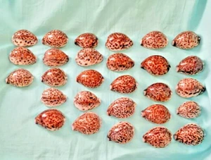 LOT OF 28 TIGERS EYE COWRIES...BEAUTIFULLY POLISHED AND YOU GET THEM ALL.... - Picture 1 of 2