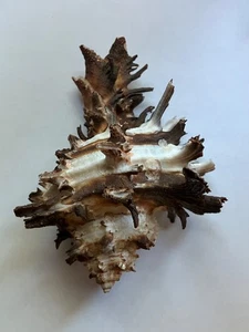 Large 4" Endive Murex Brown & White Long Spines Sea Shell Seashell Specimen - Picture 1 of 9