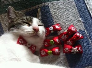 Dog Hair Bows Two Red with White Paw Prints - Picture 1 of 3
