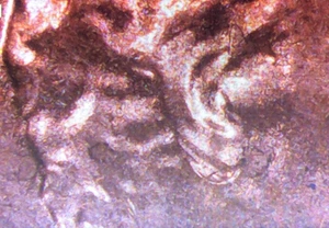 2025 P Lincoln Shield Cent DDO and Double Ear - Picture 1 of 5