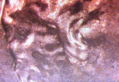2025 P Lincoln Shield Cent DDO and Double Ear - Image 1 of 4