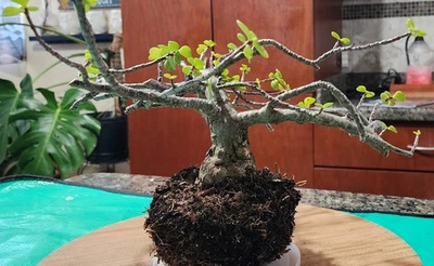 Tree Dwarf Jade  Bonsai Live Portulacaria Afra Live Plant  - Image 1 of 4