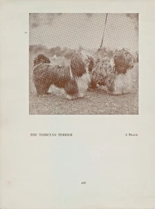TIBETAN TERRIER OLD VINTAGE 1934 NAMED DOG SEPIA PRINT PAGE - Picture 1 of 1