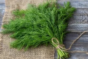 VIETNAMESE DILL SEEDS, HẠT THÌ LÀ - 300+ pcs - NEW SEEDS - Picture 1 of 3