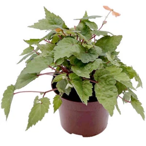 Begonia Sutherlandii - Papaya-Begonie - Bild 1 von 5