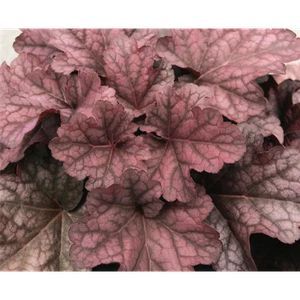 Heuchera 'Berry Smoothie' - Campanilla púrpura de hojas rojas, Heuchera villosa 'Berr - Imagen 1 de 2