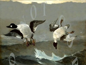 ANTIQUE GOLDENEYE WHISTLER DUCK HUNTING REPRODUCTION 8X10 PHOTOGRAPH PRINT - Picture 1 of 1