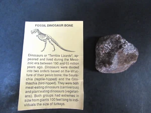 FOSSIL -   DINOSAUR  BONE "TERRIBLE LIZARDS" - Picture 1 of 2