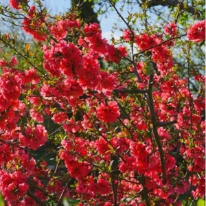 6 Cognassier Stecknähte aus Japan - Chaenomeles Japonica - + GRATIS HORMON - Bild 1 von 4