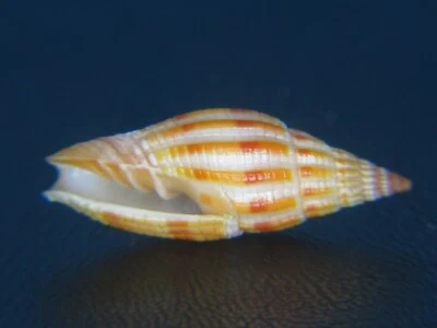 MITRA "VEXILLUM" SANGUISUGUM TRANSPOSITA: ¡EL ÚNICO EN EBAY @ 22,93 MM! Foto 1 de 3