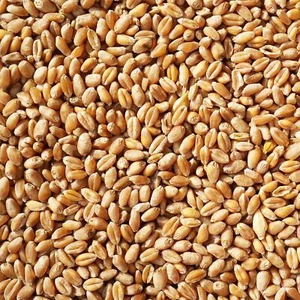 25 kg Weizen Futterweizen Geflügelfutter Hühnerfutter Vogelfutter Körner Hühner - Bild 1 von 1